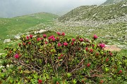 75 Seguendo il labile sentierino qui mi abbasso alla verde radura pascoliva